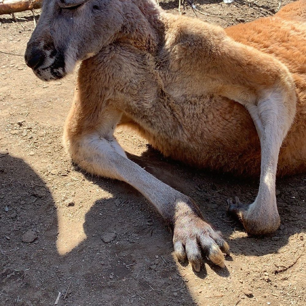 The Outback Kangaroo Farm - Zoos Near Me - Arlington, Washington The Outback Kangaroo Farm - Zoos Near Me - Arlington, Washington