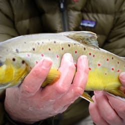 Deep South Fly Anglers