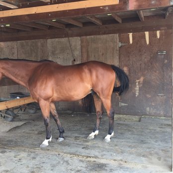 Freestyle Horsemanship - Horseback Riding Near Me - Langley , British Columbia