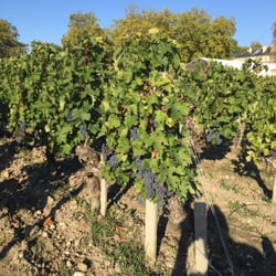 Bordeaux Top Growth Wine Tours - Grapes ready for the harvest in a week's time