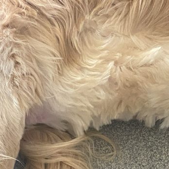 Petco - Her "haircut" - Pet Stores Near Me - Las Vegas, Nevada