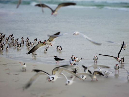 Siesta Beach by null