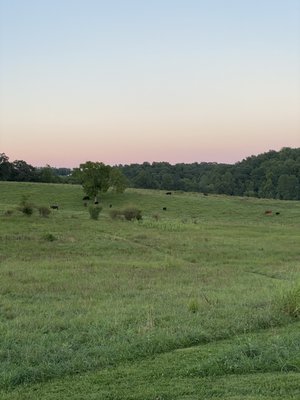 Bald Top Brewing Co. by null
