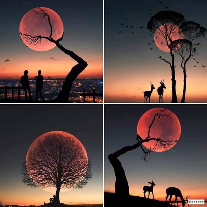 Sequoia Tree Service - tree service in Dallas, TX