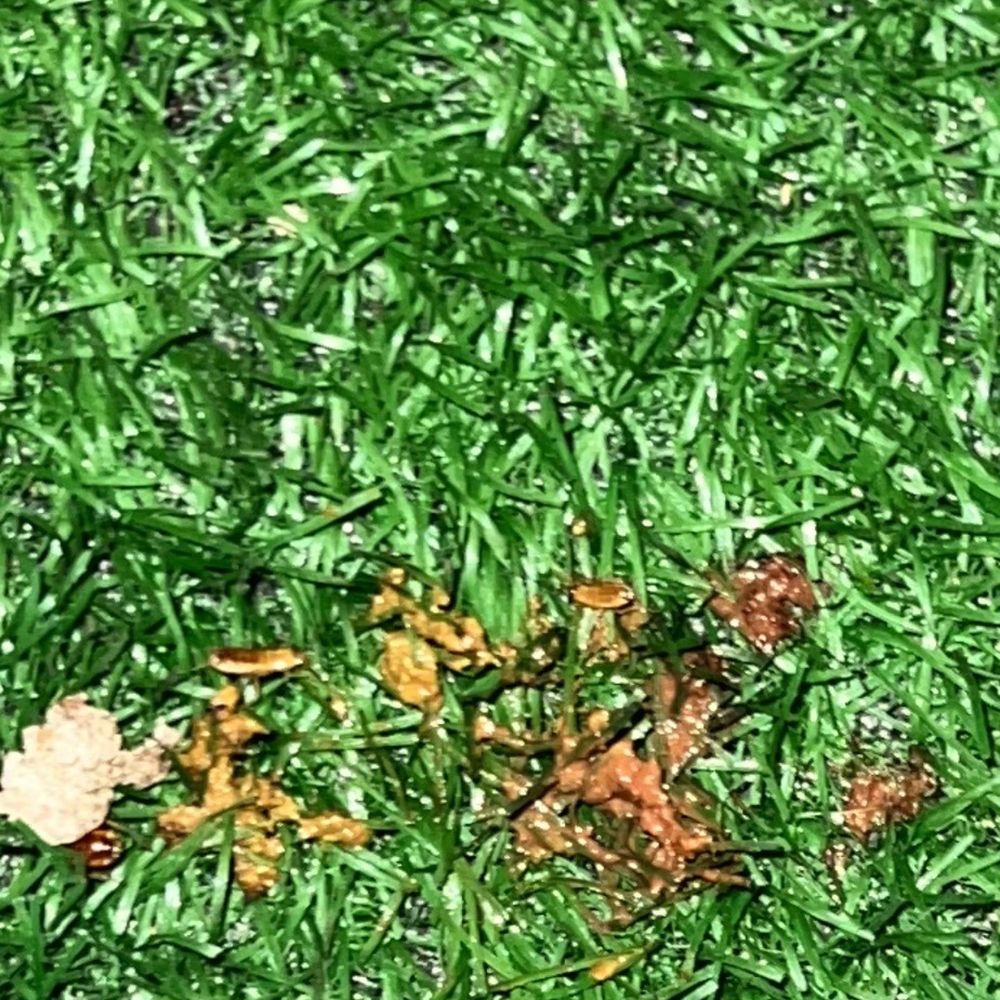 Taylor Veterinary Emergency - Bugs in her poop - Veterinarians Near Me - Turlock, California Taylor Veterinary Emergency - Bugs in her poop - Veterinarians Near Me - Turlock, California