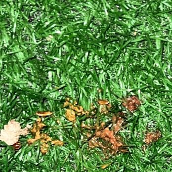 Taylor Veterinary Emergency - Bugs in her poop - Veterinarians Near Me - Turlock, California Taylor Veterinary Emergency - Bugs in her poop - Veterinarians Near Me - Turlock, California