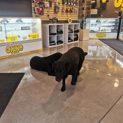 Omma Distribution - Doggos