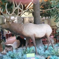 Elk Country Visitors Center - Elk buck: Taxidermied @ Elk County Visitor's Center.