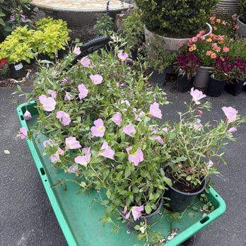 Griggs Nursery - Found plants I was looking for:) - Nurseries & Gardening Near Me - Carmel-by-the-sea, California
