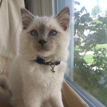 A Ragdoll To Love - Pet Stores Near Me - Highspire, Pennsylvania