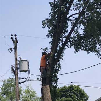 M&RG Tree Service - Tree Services Near Me - Lisle, Illinois