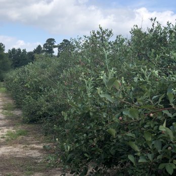 Moorhead's Blueberry Farm - Pick Your Own Farms Near Me - Conroe, Texas Moorhead's Blueberry Farm - Pick Your Own Farms Near Me - Conroe, Texas
