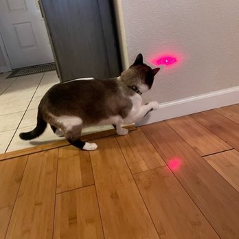 LoveCats Cat Sitting - The hunt continues... - Pet Sitting Near Me