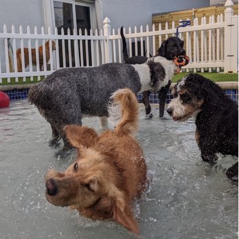 Social Pawz - Pet Boarding Near Me - Oakland Park, Florida Social Pawz - Pet Boarding Near Me - Oakland Park, Florida