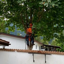 Mike's Tree Service