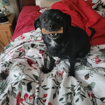 Blessed Oasis Pet Resort - Miss Lola likes a lot of treats - Pet Sitting Near Me - Fayetteville, North Carolina