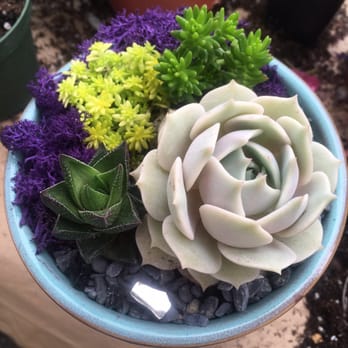 OC Succulents - Nurseries & Gardening Near Me - Irvine, California