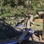 Photo of Colonial Tree Service