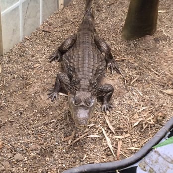 Critchlow Alligator Sanctuary - Animal Shelters Near Me - Athens, Michigan