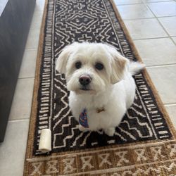 What's Up Dog