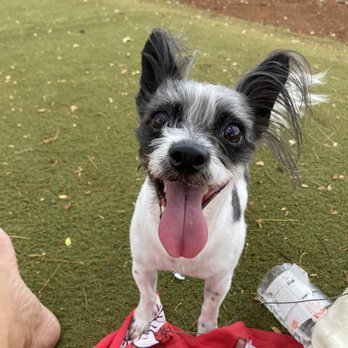 New Breeze Dog Salon - Sumi so happy at the park - Pet Groomers Near Me - Honolulu, Hawaii