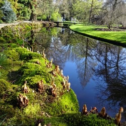 Arboretum Trompenburg - Varens nog in knop; heel bijzonder