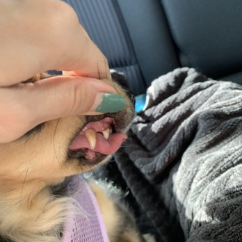 Qualified Pet Dental - Veterinarians Near Me - Huntington Beach, California Qualified Pet Dental - Veterinarians Near Me - Huntington Beach, California