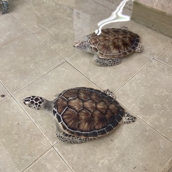 Tortuganja / Turtle Farm - Parks Near Me - Quintana Roo, ROO