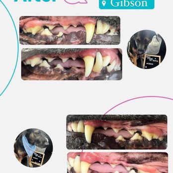 Bright N’ Shine Pet Dental - Thank you Arianne for my clean teeth! Love Gibson. - Pet Services Near Me - Boca Raton, Florida Bright N’ Shine Pet Dental - Thank you Arianne for my clean teeth! Love Gibson. - Pet Services Near Me - Boca Raton, Florida
