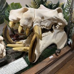The Skullatorium: Skull Museum & Oddities Parlor