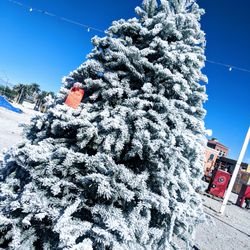 Rudolph's Christmas Trees