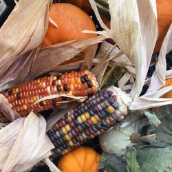 The Pumpkin Patch - Family owned pumpkin patch