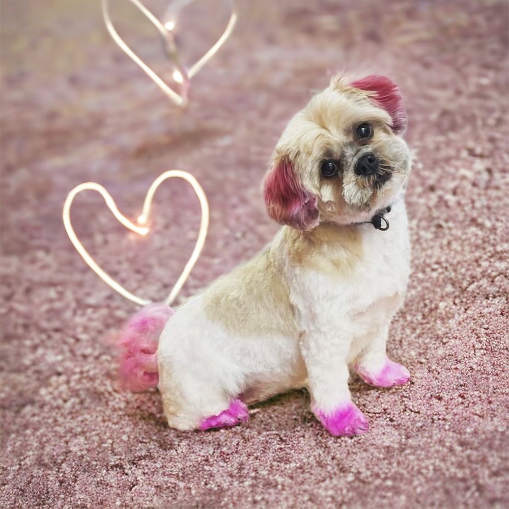 ALL FLUFFED UP DOG GROOMING Updated August 2024 Request an