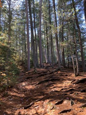Algonquin Provincial Park by null