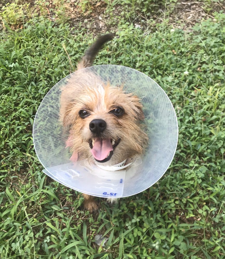 FIVE COUNTY SPAY NEUTER CLINIC 1403 N. Arendell Ave, Zebulon, North