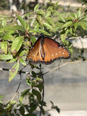 South Texas Botanical Gardens & Nature Center by null