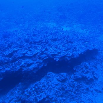 Atlantis Submarines Maui - Tours Near Me - Lahaina, Hawaii Atlantis Submarines Maui - Tours Near Me - Lahaina, Hawaii