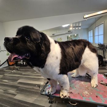 Top Shelf Grooming - Pet Groomers Near Me - Edwards, Colorado Top Shelf Grooming - Pet Groomers Near Me - Edwards, Colorado