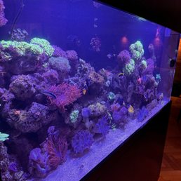 Reef Aquarium by Blackfish Aquariums LLC. Reef Aquarium by Blackfish Aquariums LLC.