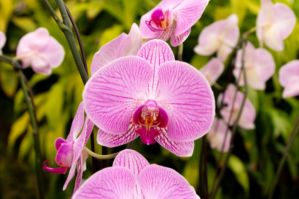 Social spots from Nicholas Conservatory and Gardens