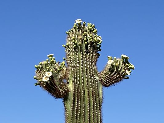 Gateway Trailhead - McDowell Sonoran Preserve by null