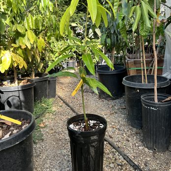 UTOPIA TREES - Updated October 2025 - 30 Photos - 2992 Date