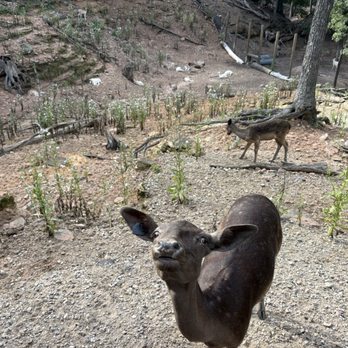 Wisconsin Deer Park - Zoos Near Me - Wisconsin Dells, Wisconsin Wisconsin Deer Park - Zoos Near Me - Wisconsin Dells, Wisconsin