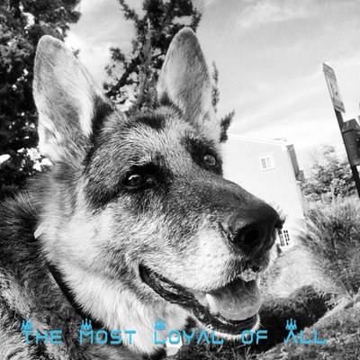 Loyalty Pet Sitting LLC