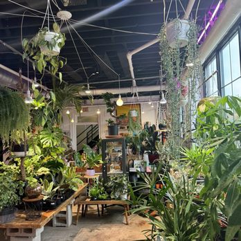 Daddy's Plants - Nurseries & Gardening Near Me - Buffalo, New York Daddy's Plants - Nurseries & Gardening Near Me - Buffalo, New York