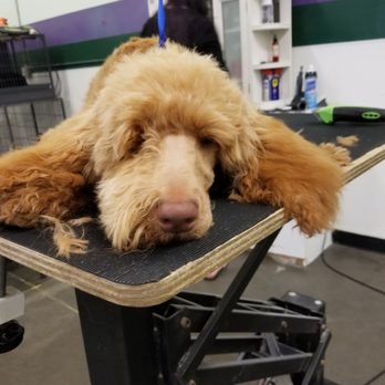 Mystic Paws Grooming - Clean Face - Labradoodle - Pet Groomers Near Me - Twin Falls, Idaho Mystic Paws Grooming - Clean Face - Labradoodle - Pet Groomers Near Me - Twin Falls, Idaho