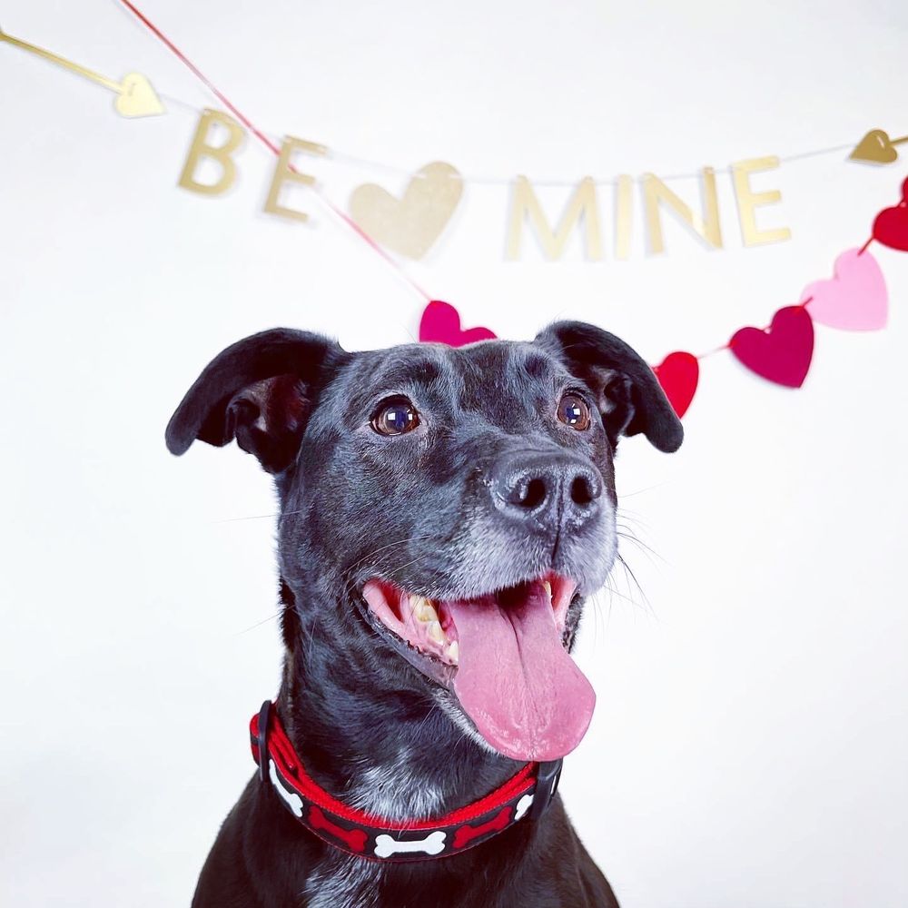 PLAY ALL DAY DOGGIE DAYCARE AND BOARDING Updated September 2024 24