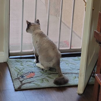 Precious Moments - Pet Groomers Near Me - San Jacinto, California