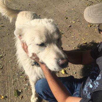Bar SZ Ranch - Faith is a great dog! - Horseback Riding Near Me - Hollister, California