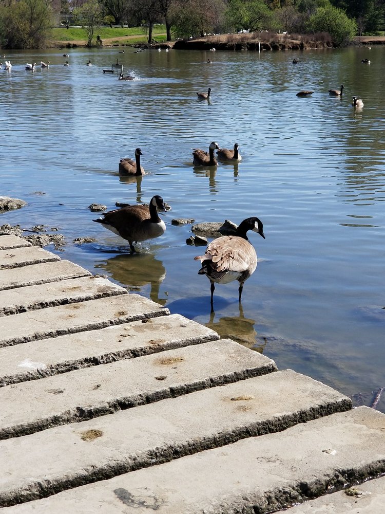 Newhall Community Park 184 Photos & 87 Reviews Dog Parks Turtle Creek Rd & Ayers Rd